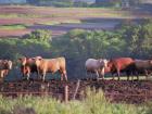 This was generally what our farm looked like in spring: cows in the feedlot and crops just starting to come up in the fields behind them