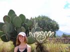 I had no idea how many different species of cactus there were until I moved to Mexico, and I know I still haven't seen them all