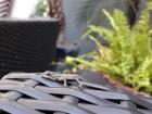 I found a tiny lizard while at an outdoor meeting for work