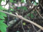 Lizards are one of my favorite animals, so Mexico is a great place since they are everywhere