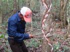 Here you can see how the cuts made in the tree allow the gum sap to run down into a container for easy collection