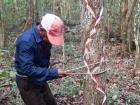 Here you can see how the cuts made in the tree allow the gum sap to run down into a container for easy collection