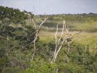 I thought I saw a monkey hanging from the dead tree, but unfortunately it was just a huge termite nest