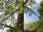 The ceiba tree is considered sacred to the Mayan people, as well as many indigenous people of Central and South America