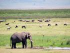Diverse animals on a safari during my study abroad in Arusha, Tanzania