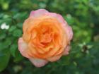 I found this beautiful rose while hiking on the Camino de Santiago.