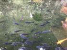 The koi fish at Nachi Taisha, one of the three holy temples in Kumano Kodo