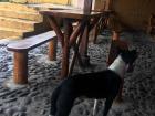 A stray dog hanging out in the outdoor cafe at Cuicocha