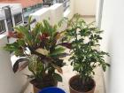 My two plants and compost bin on my balcony