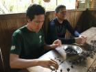 Peeling toasted cacao seeds that will eventually become chocolate