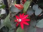 Flower blooming on the stairs by my front door