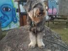 Billy channeling his inner billy goat in the graffitied park near our house