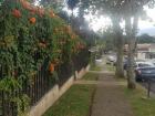 The sidewalk and fence in front of our house, covered in orange flowers