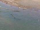 A few crocodiles swimming