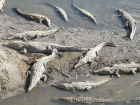 Crocodiles just relaxing on the river bank