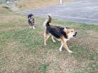 Billy and his friend Sammy waiting for Sammy's mom to throw the stick