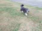 Billy enjoying the park behind our house