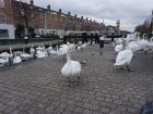 Swans on parade by a river in Dublin 