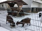 My goat friends at Ebert Park 