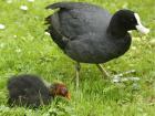 Coot chicks have fluffy red heads (Photo from Wikimedia Commons)