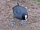 The feet of a coot are only partially webbed (Photo from Wikimedia Commons)