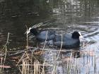 Two coots swimming in the lake at Ebert Park 