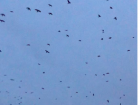 A big group of crows flying overhead