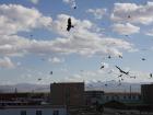 Birds of prey circling outside of my apartment 