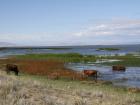 Cows grazing at Khar Us Lake