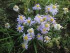 Summer wildflowers