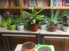 Plants that high schoolers collected to give to the hospital