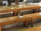 This cat snuck into a church in Capernaum which memorializes St. Peter's house, the place where Jesus started his ministry in Israel