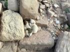 Snuggle pups in Petra