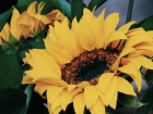 A closer look at one of the prettiest sunflowers I saw in the garden, which appeared to have forgotten we were in winter!