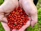 Linden berries are pickable in the Finnish forrest! I had so much fun finding juicy, red ones from a special berry picking tree in the middle of the woods! 