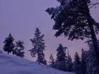 I took this picture after I sled with the Sami students and the sky turned a beautiful purple right around sunset 