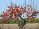 A persimmon tree during winter
