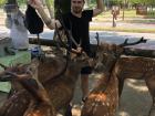 Feeding the deer in Nara Park