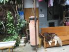 Big sleeping dog in a back alley in Guangzhou