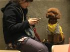 A cute poodle at a coffee shop in Guangzhou