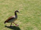 An Egyptian Goose!