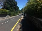 Lush roadside vegetation