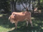 One of the many cows that roams around outside of my classroom