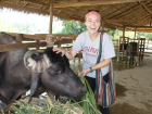 Feeding a water buffalo at the dairy farm - he weighs over 1,000 pounds!