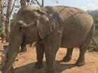 One of the elephants at the conservation center