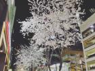 Cherry blossoms in full bloom near the cafe