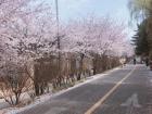 After a week after peak bloom, the flowers start falling