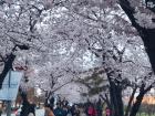 Yeouido Park's cherry trees in bloom