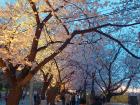 Installed lights that highlight the trees' beauty for evening visitors