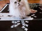Please get off the puzzle pieces, Dorothy